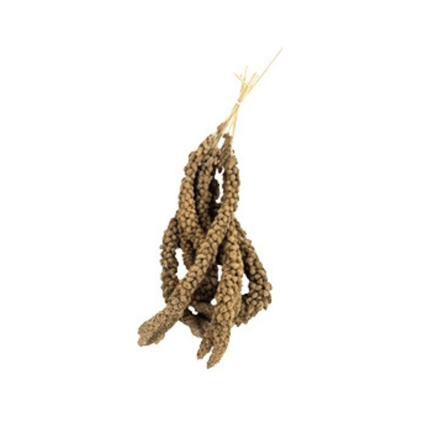 De vries trosgierst 1 kg - Papegaaishop