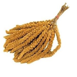 Trosgierst chinees 15 kg - Papegaaishop