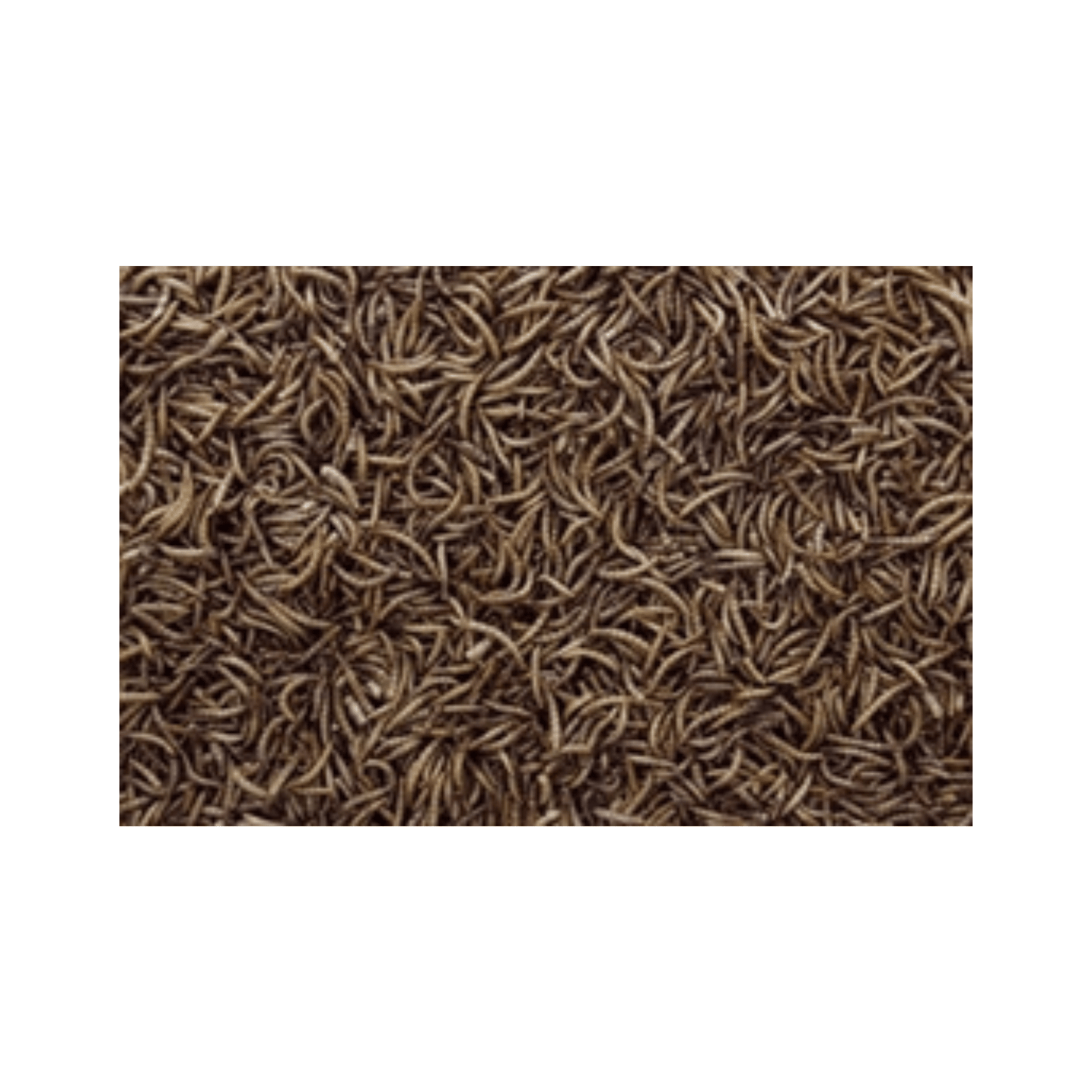 Meelwormen gedroogd 200 gr showing close-up of natural dried mealworms, a high-protein bird snack.