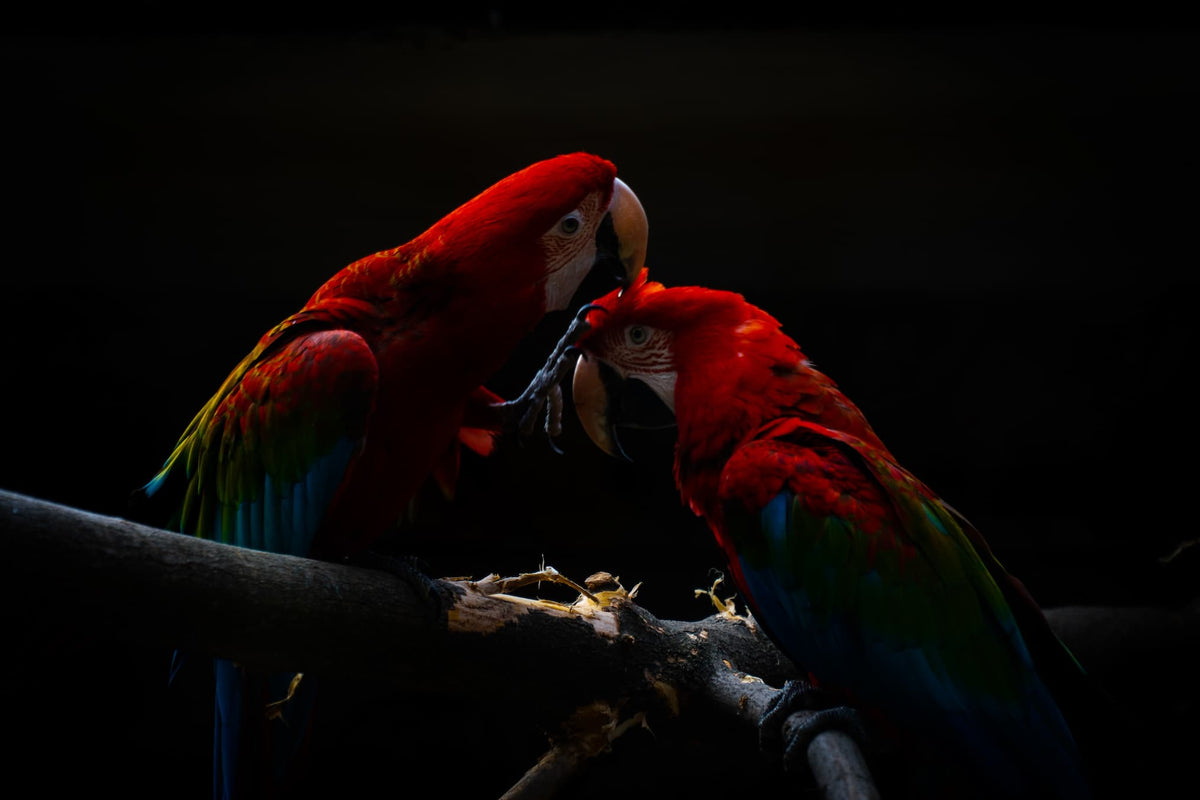 ara papegaaien en nuttige info papegaaien en vogels